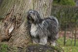 TERRIER DU TIBET 420